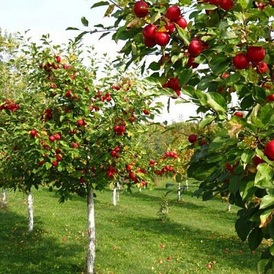 Плодовые деревья в Нижнем Новгороде