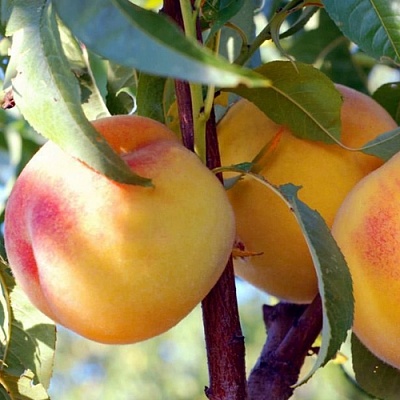 Персики в Нижнем Новгороде
