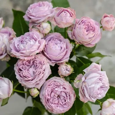 Роза ЛАВАНДЕР БАБЛС спрей в Нижнем Новгороде