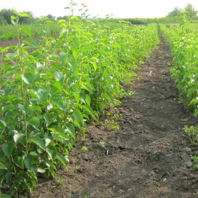 Подвой черешни ДИКАЯ ЧЕРЕШНЯ в Нижнем Новгороде