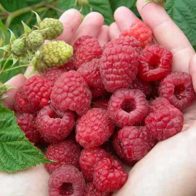 Малина МОЛЛИНГ ДЖУНО в Нижнем Новгороде