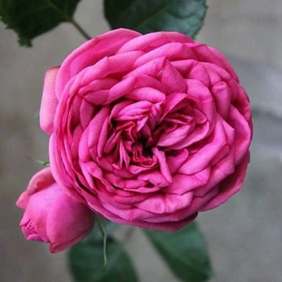 саженцы роз пинк пиано