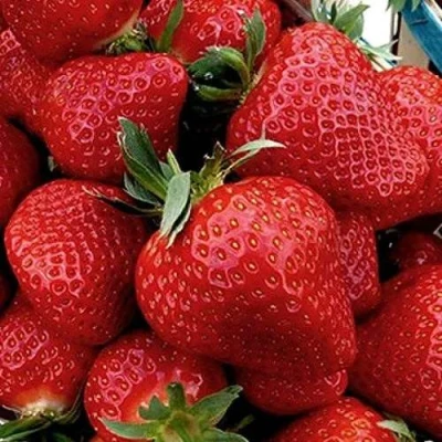 саженцы клубники Клери