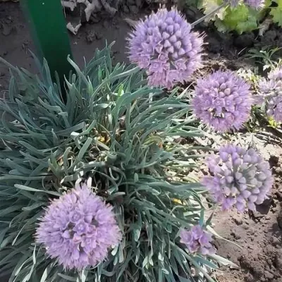 Лук СПИРАЛИС горный в Нижнем Новгороде