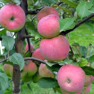 Яблоня БРЯНСКОЕ РОЗОВОЕ в Нижнем Новгороде