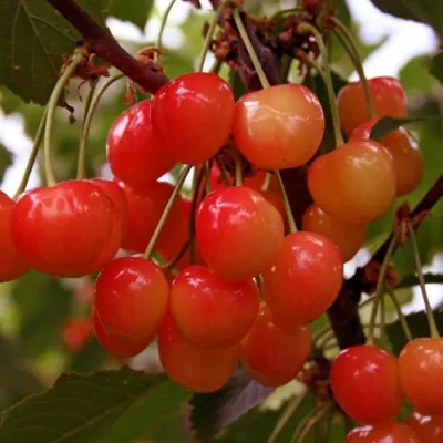 Черешня ФАТЕЖ в Нижнем Новгороде