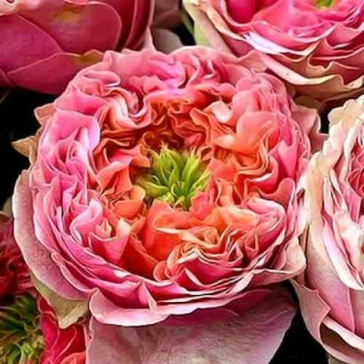 саженцы роз пинк ай