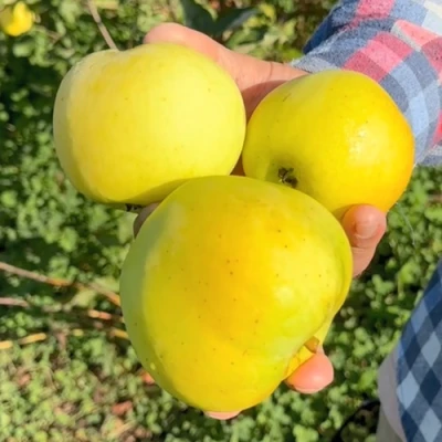 Яблоня КАЛУЖАНКА в Нижнем Новгороде