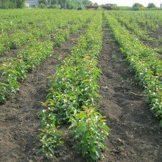Подвой груши ДИКАЯ ГРУША в Нижнем Новгороде