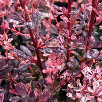 Барбарис АРЛЕКИН тунберга в Нижнем Новгороде