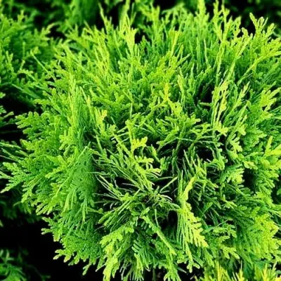 Туя ДАНИКА западная в Нижнем Новгороде