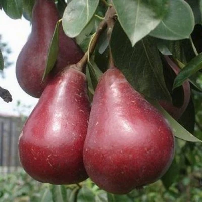 груша Старкримсон