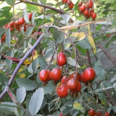 Саженцы роз сизая в Нижнем Новгороде