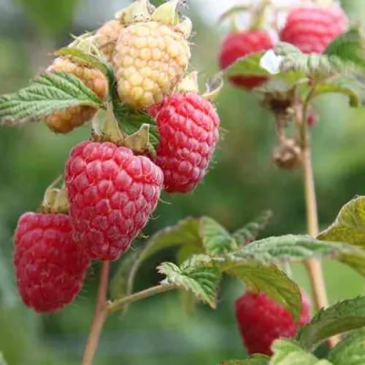 Малина МОЛЛИНГ ДЖУНО в Нижнем Новгороде