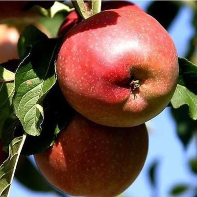 яблоня Антей Киевский