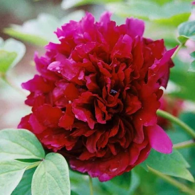 Пион ГАЛАКТИКА травянистый в Нижнем Новгороде