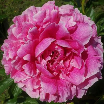 Пион ЗЕ ФОН травянистый в Нижнем Новгороде