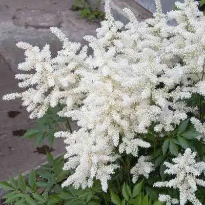 Астильба ВИЖНС ИН ВАЙТ китайская в Нижнем Новгороде