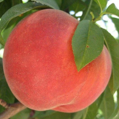 Персик МАЙСКИЙ ЦВЕТОК в Нижнем Новгороде