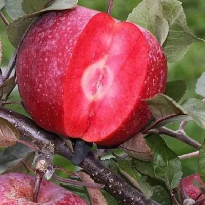 Яблоня РЕД КЕТТИ в Нижнем Новгороде