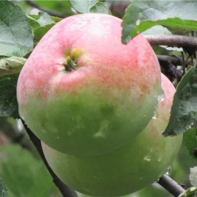 Яблоня МОСКОВСКОЕ ЗИМНЕЕ в Нижнем Новгороде