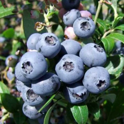 саженцы голубики