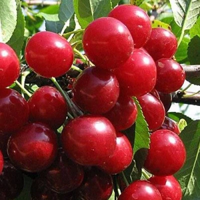Вишня ГЛУБОКСКАЯ в Нижнем Новгороде