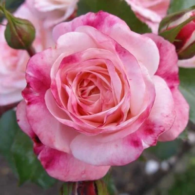 саженцы розы РОЗЕНШТАДТ ФРАЙЗИНГ