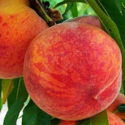 Персик ЗОЛОТОЙ ЮБИЛЕЙ в Нижнем Новгороде