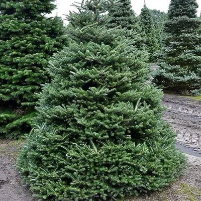 Пихта корейская  в Нижнем Новгороде