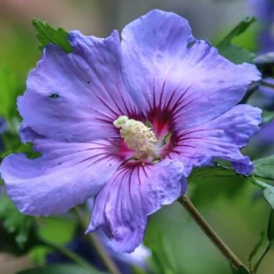 Гибискус МАРИНА сирийский в Нижнем Новгороде