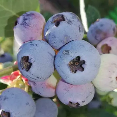 Голубика ХАРРИСОН в Нижнем Новгороде