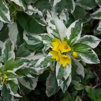 Вербейник АЛЕКСАНДР точечный в Нижнем Новгороде