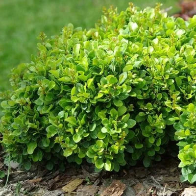 Барбарис КОБОЛЬД тунберга в Нижнем Новгороде