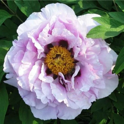 Пион СИНИЙ САПФИР древовидный в Нижнем Новгороде