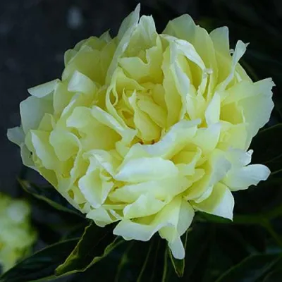 Пион ЗОЛОТАЯ КОЛЕСНИЦА травянистый в Нижнем Новгороде