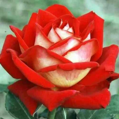 саженцы розы Нью фэшн