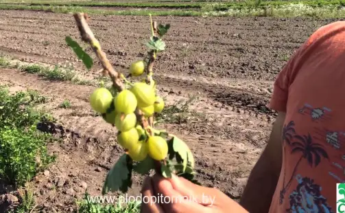 Превью видео