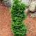 Туя СПИРАЛИС МИНИ западная в Нижнем Новгороде