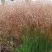 Щучка извилистая в Нижнем Новгороде