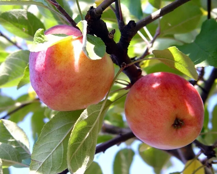 саженцы яблони саженцы яблони