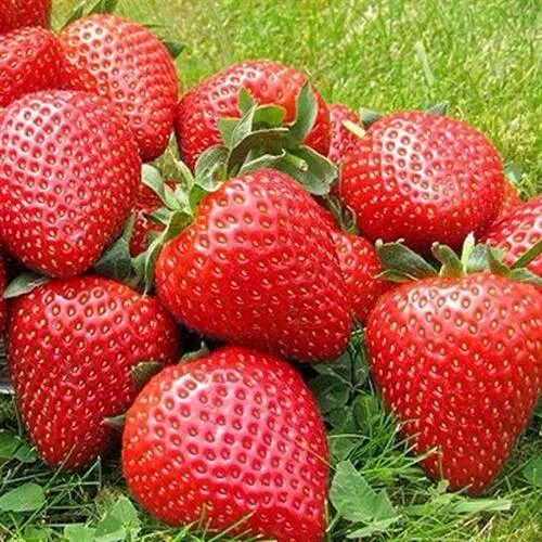 Клубника ЭЛИАНЕ  Клубника ЭЛИАНЕ в Нижнем Новгороде