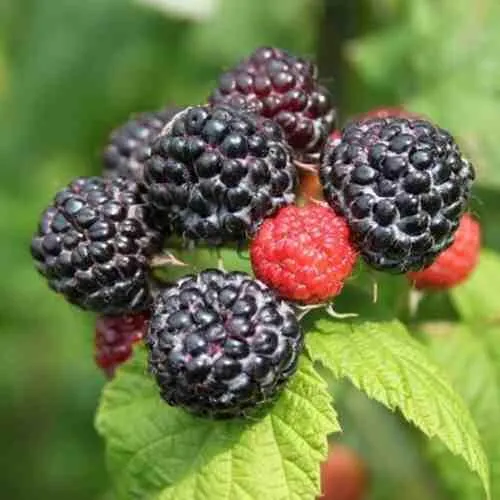 саженцы малины саженцы малины