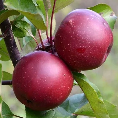 Красномясая  Красномясая в Нижнем Новгороде