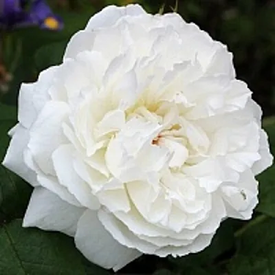 Саженцы роз ВИНЧЕСТЕР КАФЕДРАЛ английская в Нижнем Новгороде