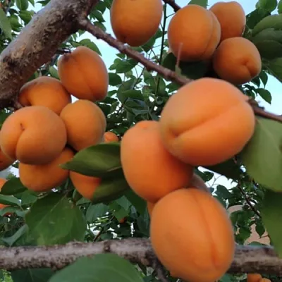 Абрикос ГОЛД РИЧ  Абрикос ГОЛД РИЧ в Нижнем Новгороде