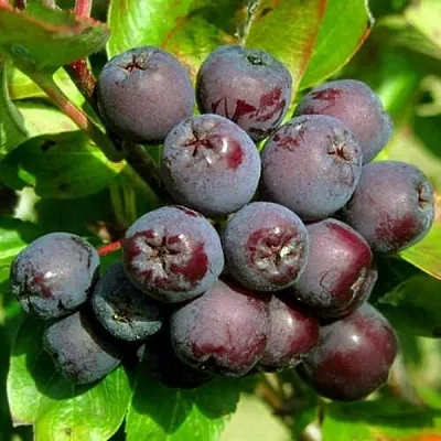 Рябина ЛИКЁРНАЯ сладкоплодная  Рябина ЛИКЁРНАЯ сладкоплодная в Нижнем Новгороде