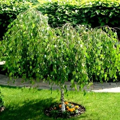 Береза  Береза в Нижнем Новгороде