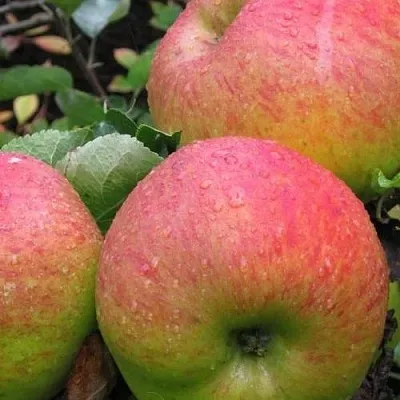 Яблоня ЯБЛОЧНЫЙ СПАС  Яблоня ЯБЛОЧНЫЙ СПАС в Нижнем Новгороде