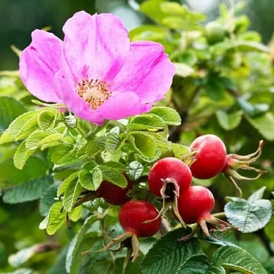 Шиповник  в Нижнем Новгороде